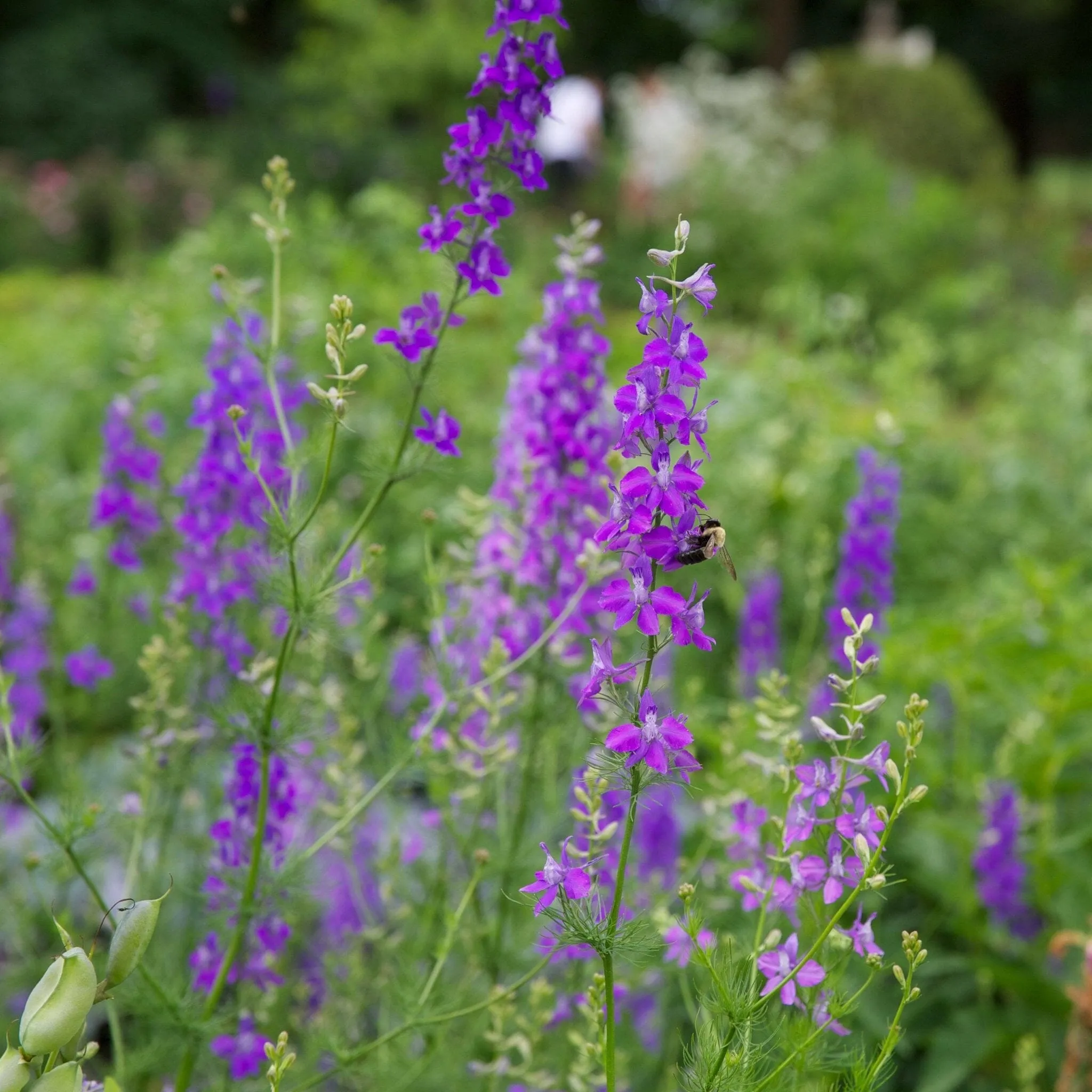 Larkspur Seed Pack