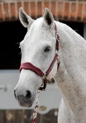 PEI Fleece Padded Headcollar