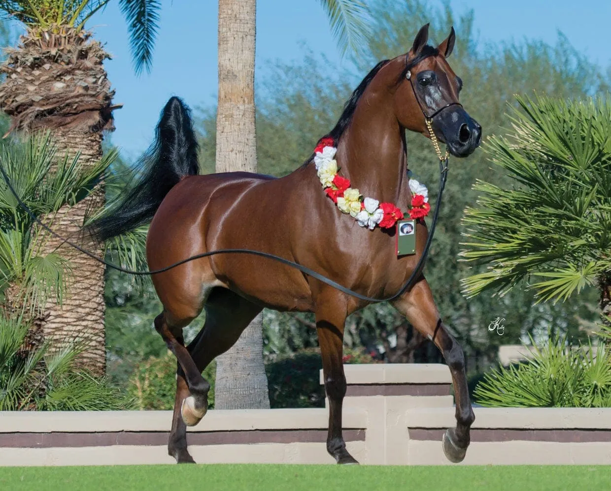 RD Marciea Bey | Champion Arabian Mare