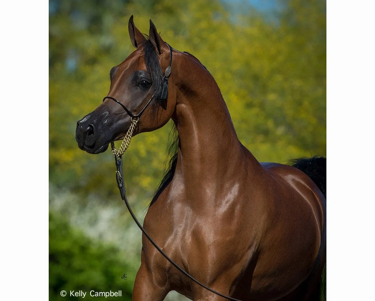 RD Marciea Bey | Champion Arabian Mare