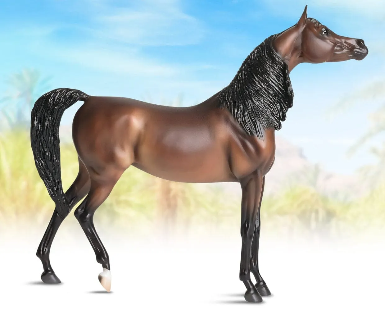 RD Marciea Bey | Champion Arabian Mare