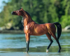 RD Marciea Bey | Champion Arabian Mare