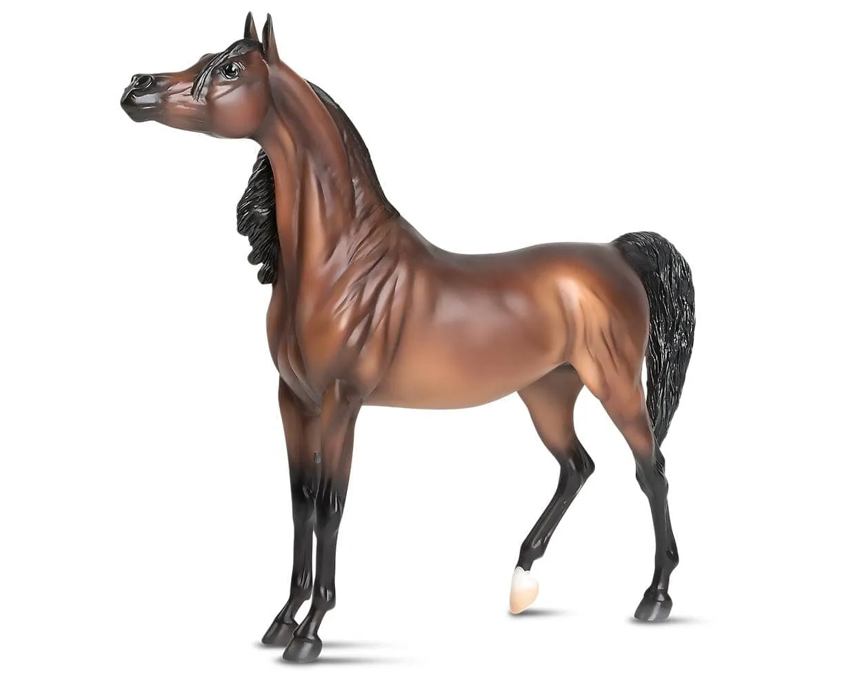 RD Marciea Bey | Champion Arabian Mare