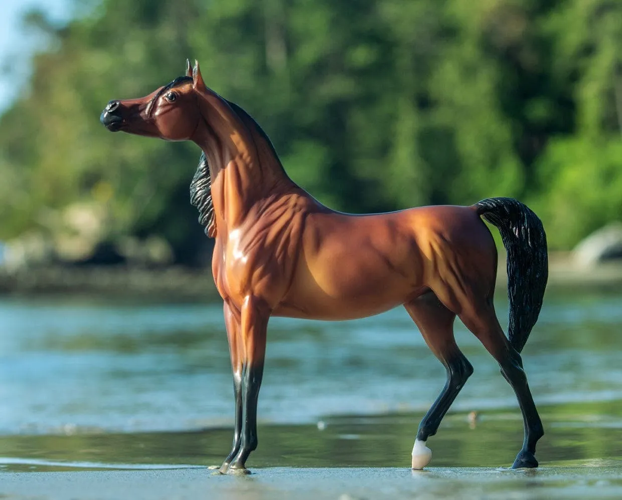 RD Marciea Bey | Champion Arabian Mare